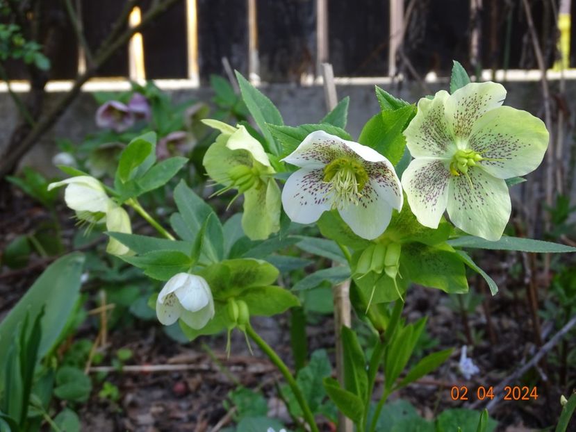  - Helleborus 2024