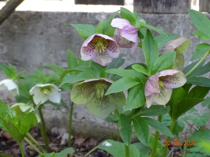  - Helleborus 2024
