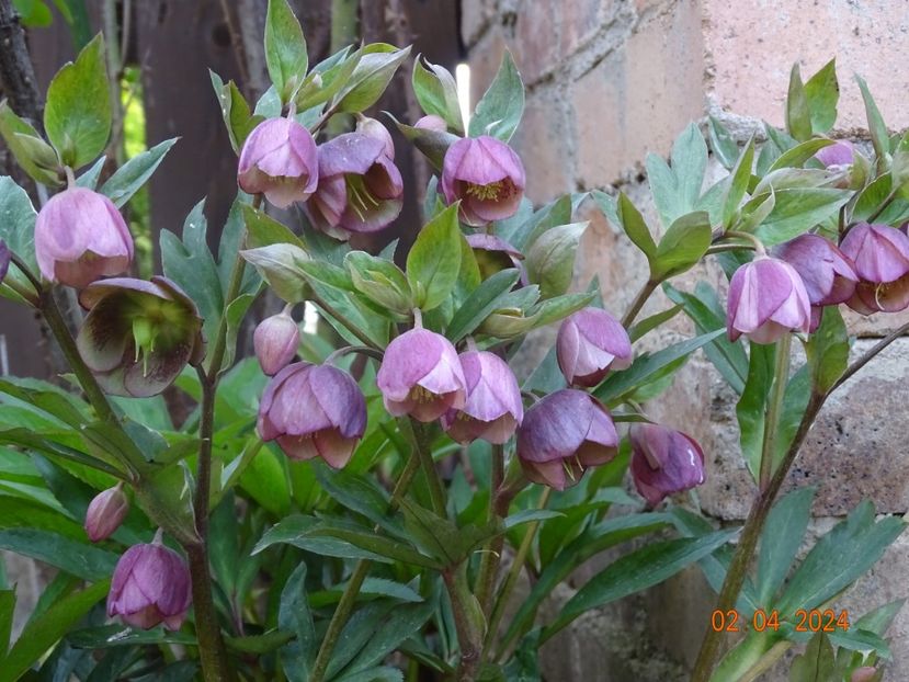  - Helleborus 2024