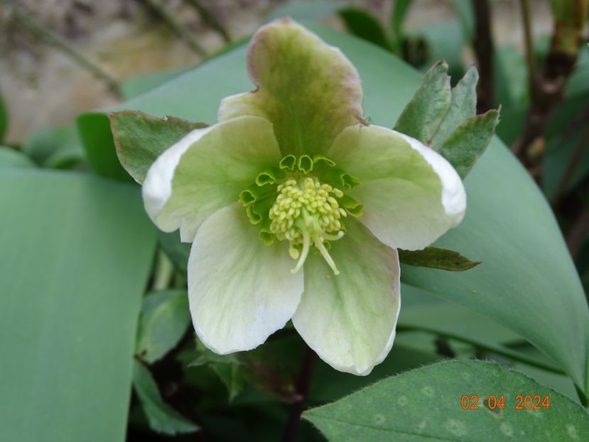  - Helleborus 2024