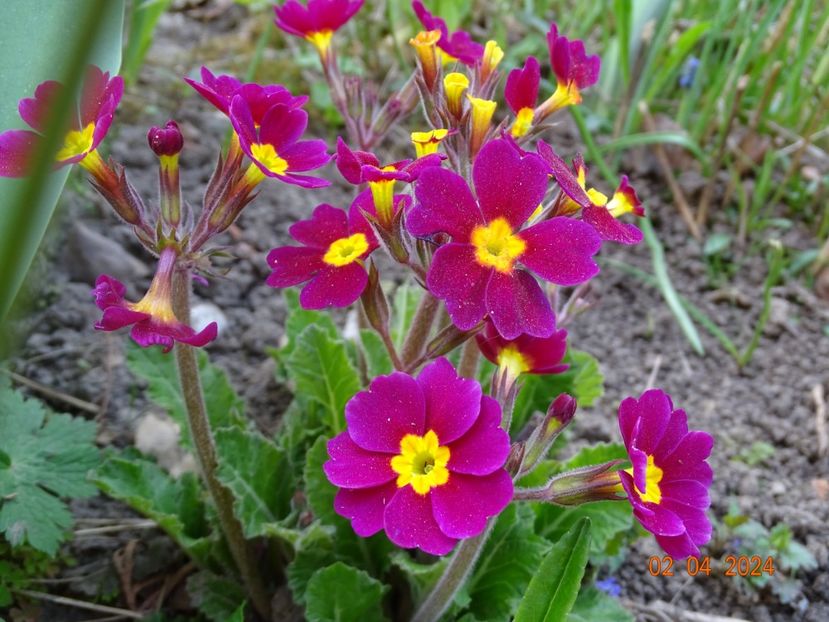 Oakleaf Magenta - Primule 2024