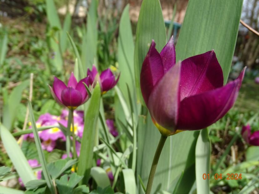 tulipa pulchella Persian Pearl - Primavara 2024