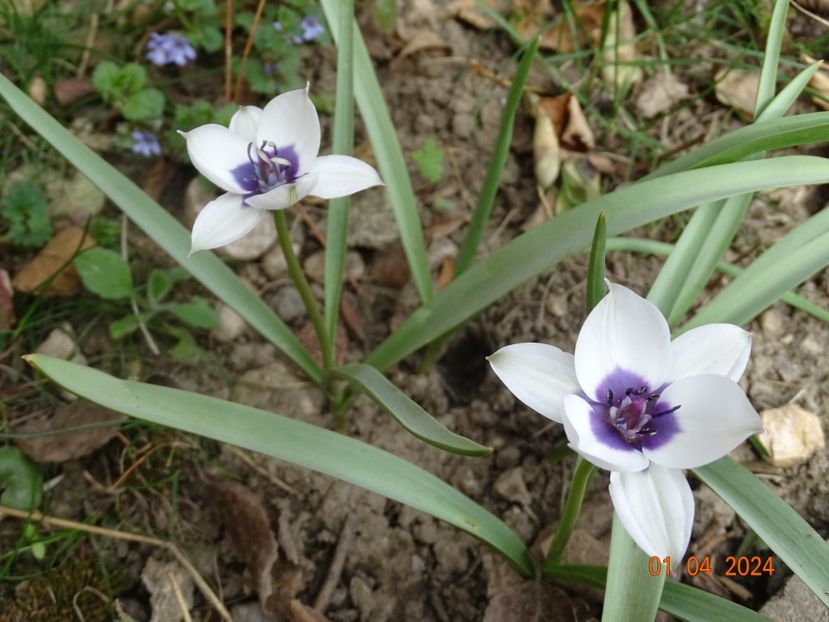 tulipa Alba Coerulea - Primavara 2024