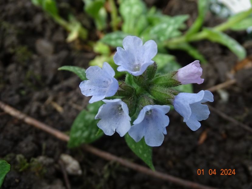 pulmonaria Opal - Primavara 2024