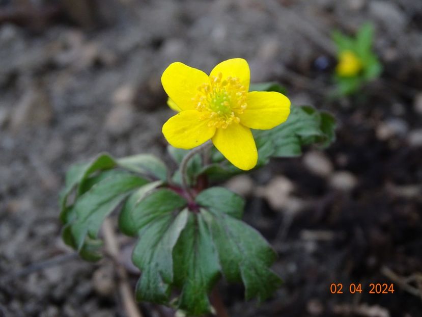 anemone ranunculoides - Primavara 2024