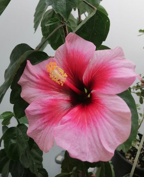  - hibiscus