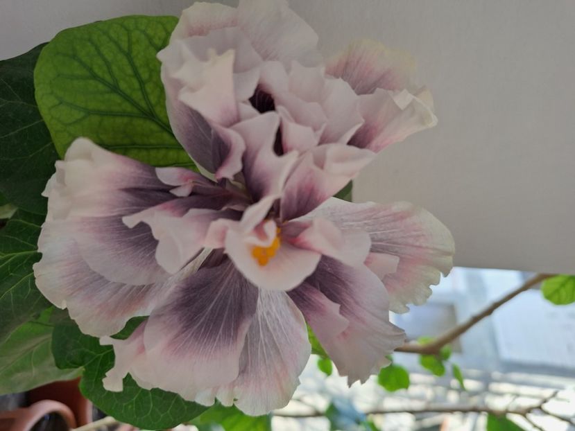  - hibi Marianne Charlton