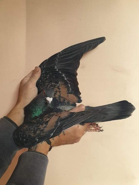  - Nu îmi aparțin 7