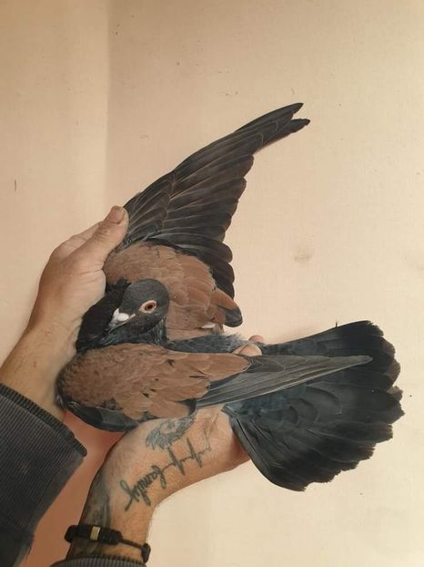  - Nu îmi aparțin 7