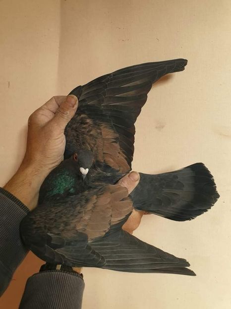  - Nu îmi aparțin 7