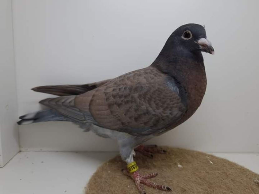  - Nu îmi aparțin 7