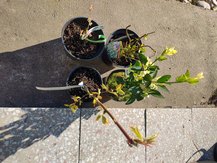 P-gradinaverde - Achizitii