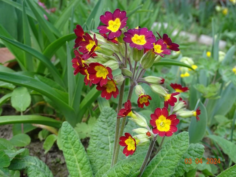 seedling - Primule 2024