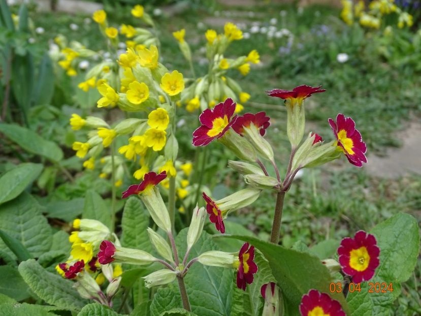 seedling si primula veris - Primule 2024