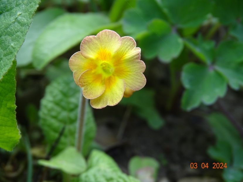 seedling - Primule 2024