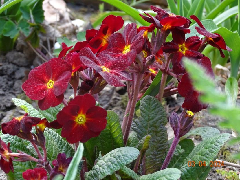 primula elatior - Primule 2024