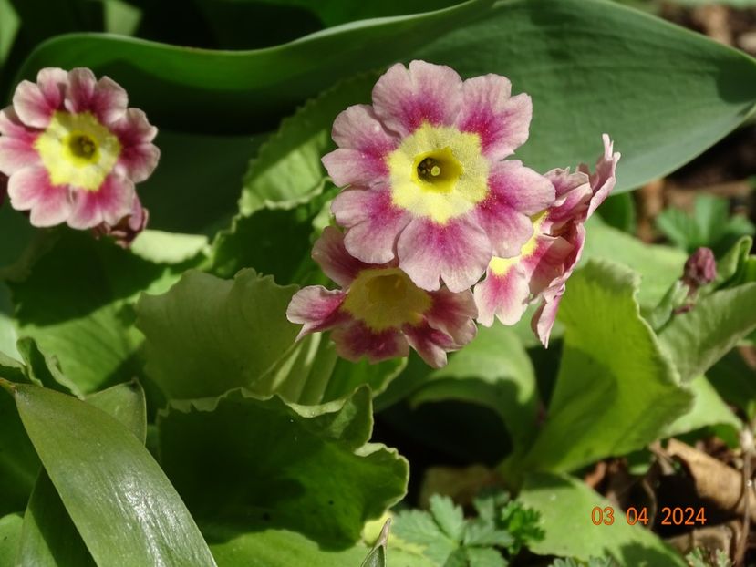 primula pubescens - Primule 2024