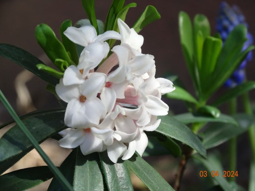  - Copacei si arbusti 2024