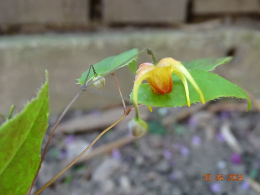 epimedium Amber Queen - Primavara 2024