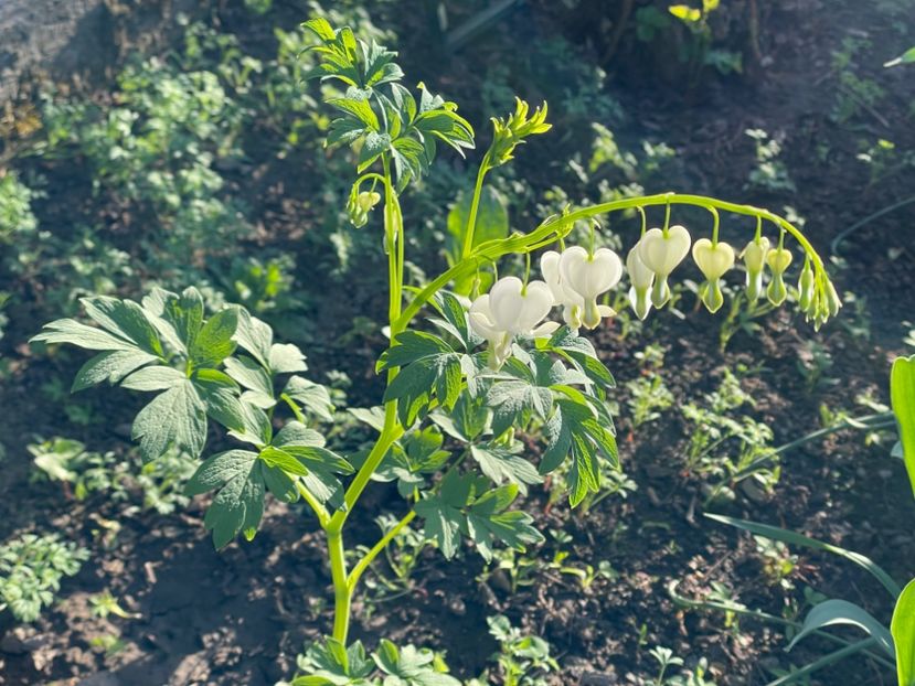  - 002 Grădina 2024 1