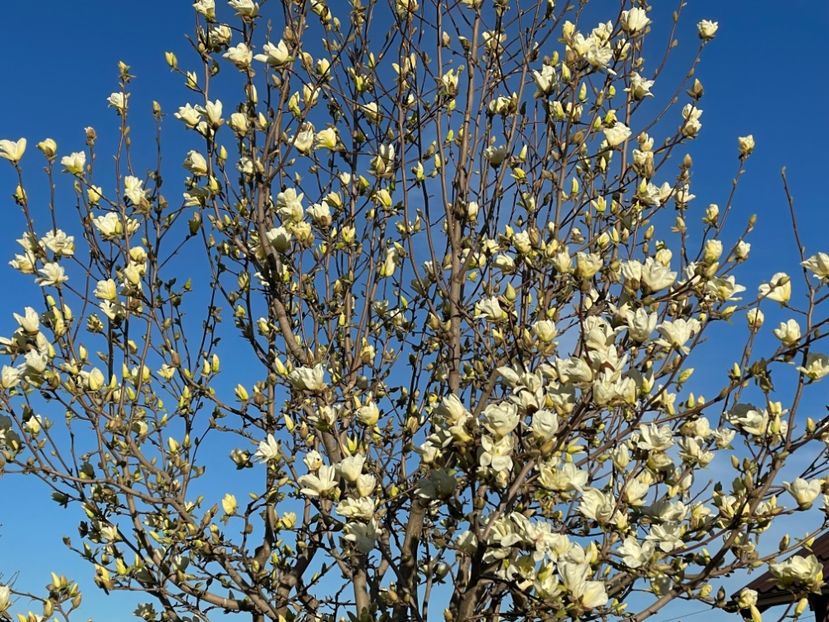  - 002 Grădina 2024 1