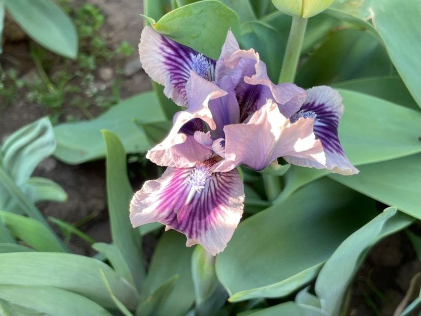  - 002 Grădina 2024 1