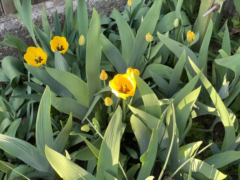  - 002 Grădina 2024 1