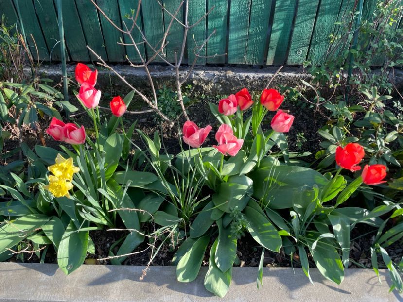  - 002 Grădina 2024 1