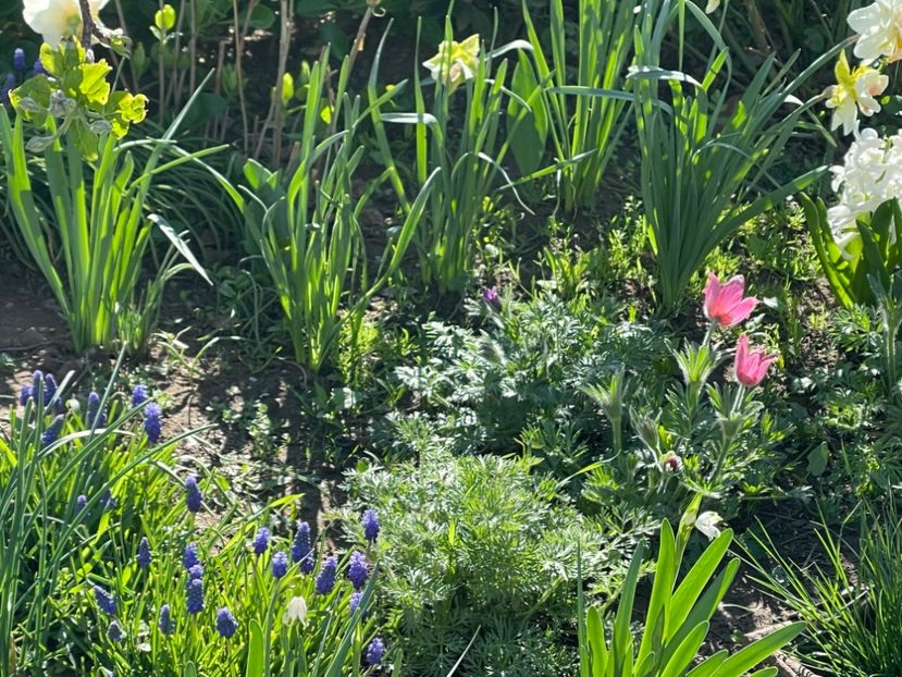  - 002 Grădina 2024 1