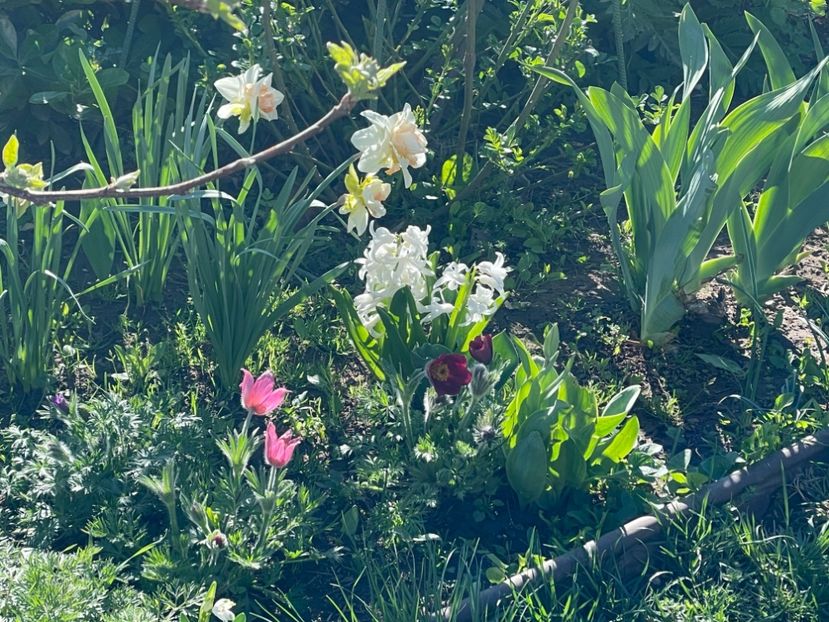  - 002 Grădina 2024 1