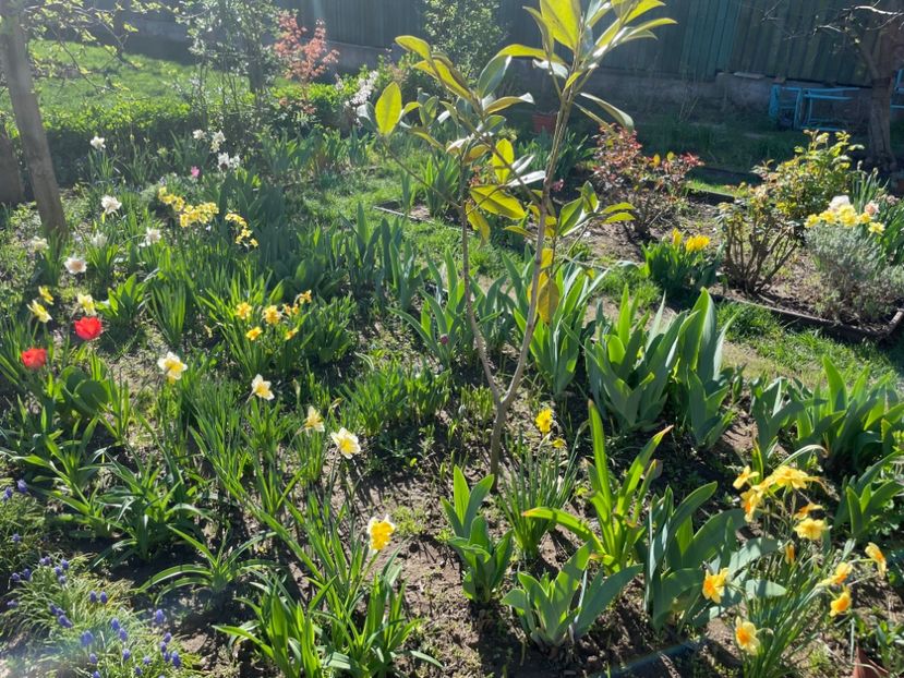  - 002 Grădina 2024 1