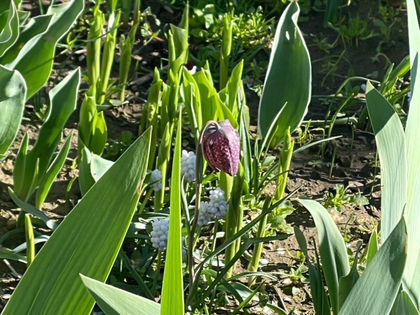  - 002 Grădina 2024 1