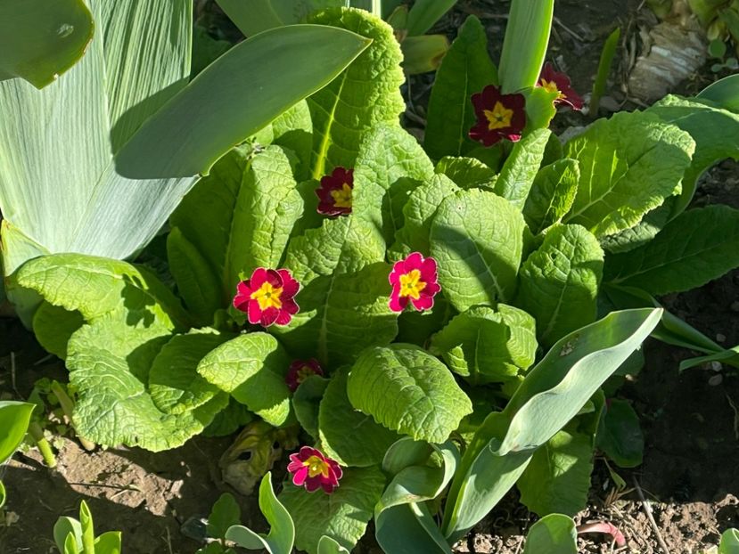  - 002 Grădina 2024 1