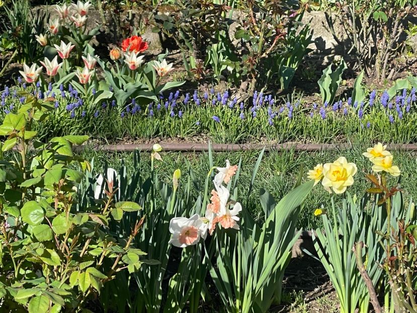  - 002 Grădina 2024 1