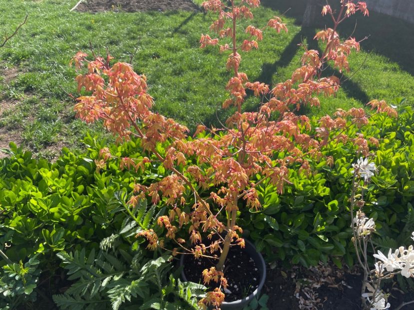  - 002 Grădina 2024 1