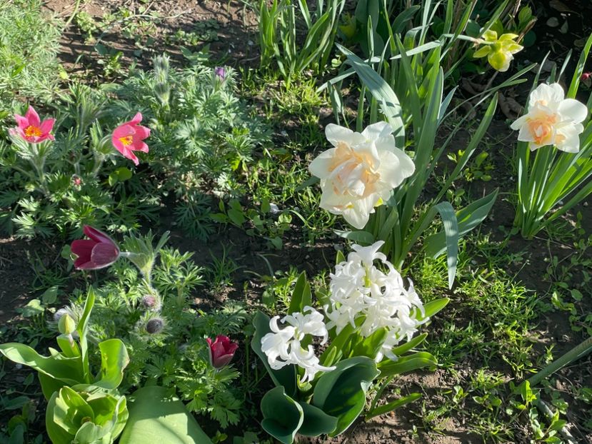  - 002 Grădina 2024 1