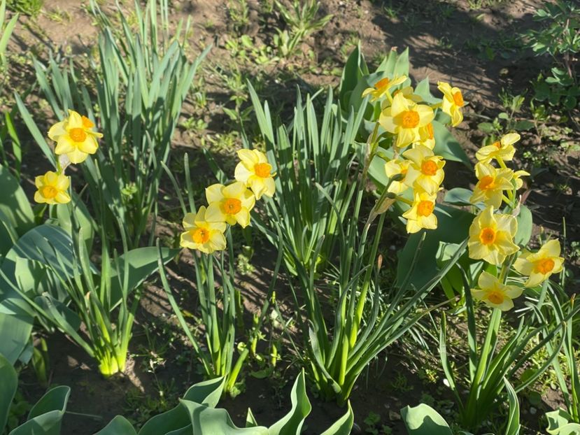  - 002 Grădina 2024 1