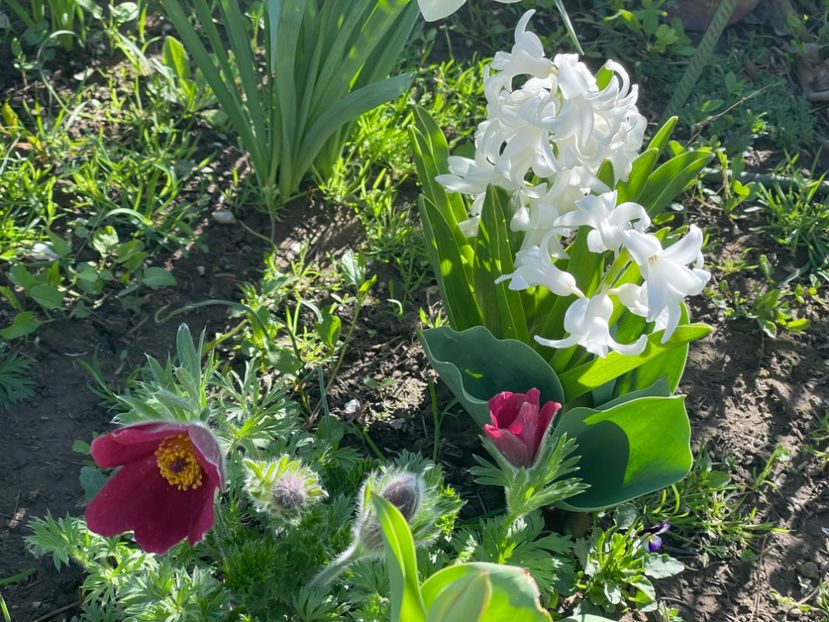  - 002 Grădina 2024 1