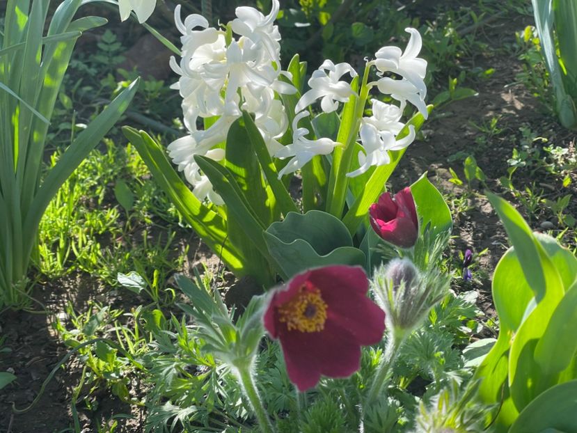  - 002 Grădina 2024 1