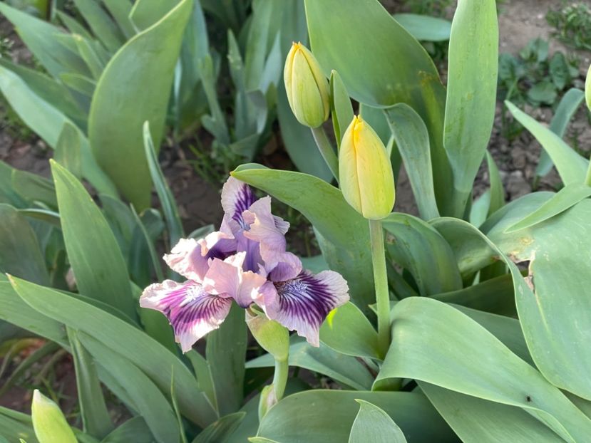  - 002 Grădina 2024 1