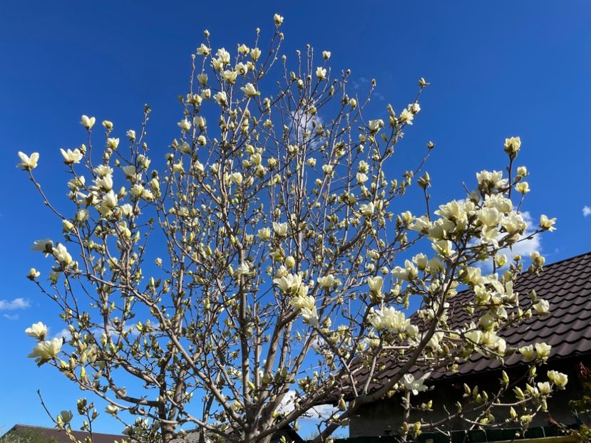  - 002 Grădina 2024 1