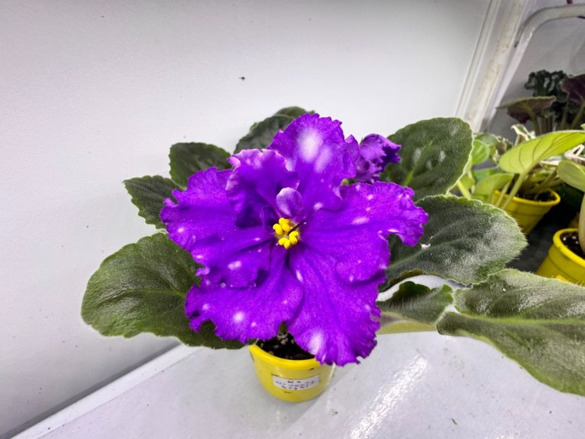 3 aprilie 2024 - KZ Slivovyi Dojdi