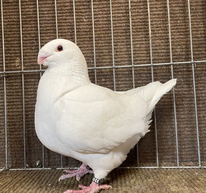  - Porumbei Vânduți