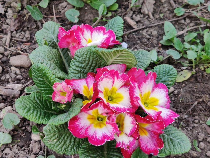  - Primula v