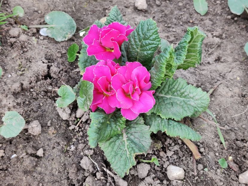  - Primula v