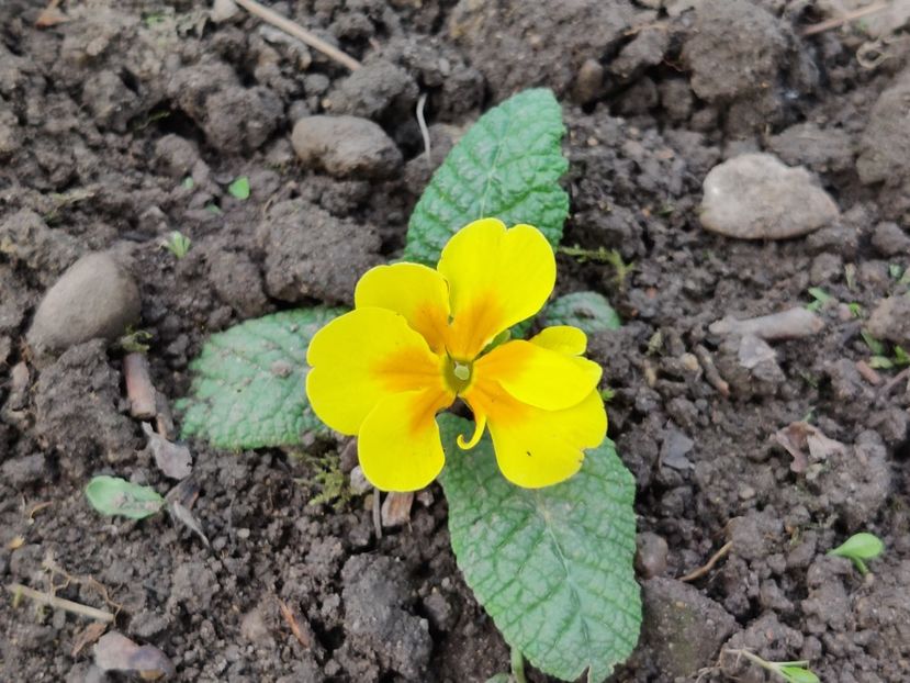  - Primula v