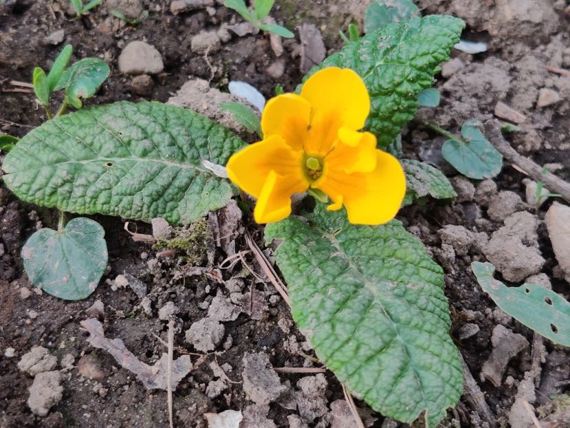  - Primula v
