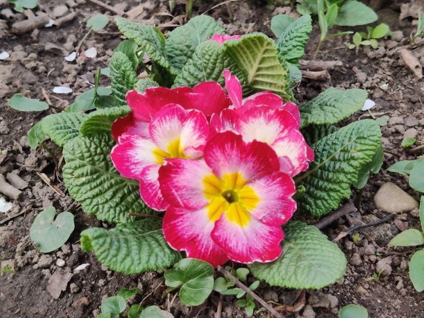  - Primula v