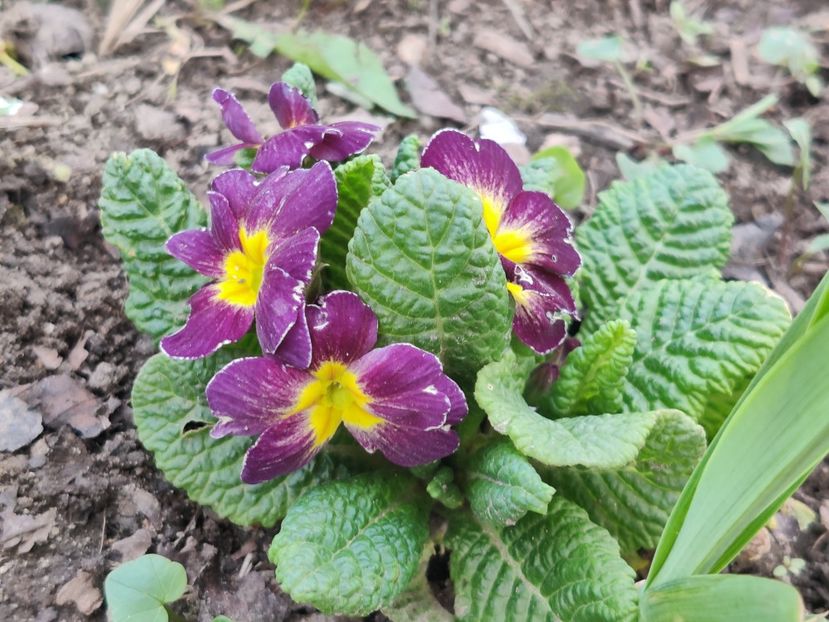  - Primula v