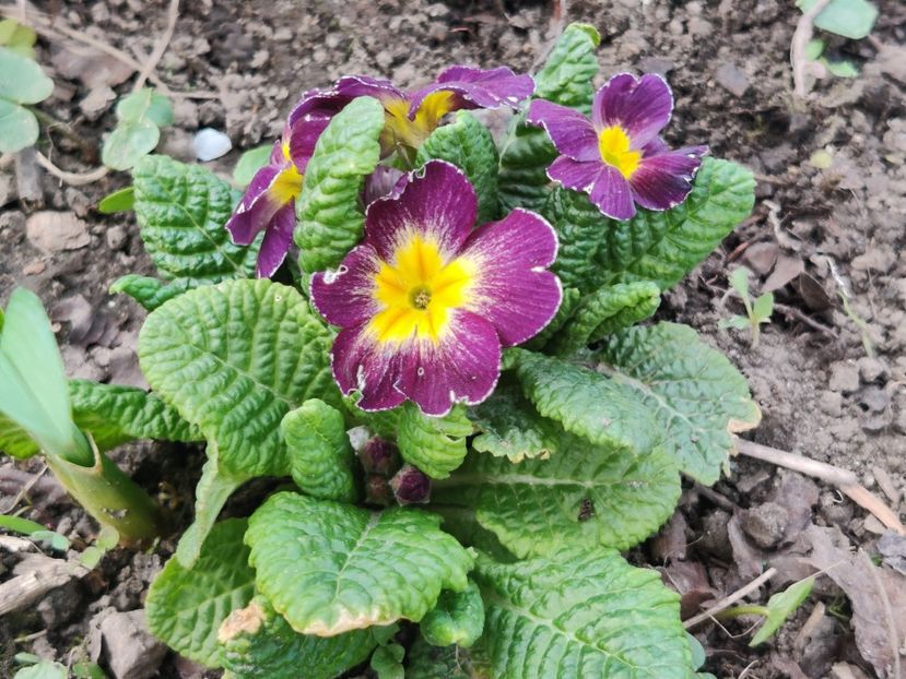  - Primula v